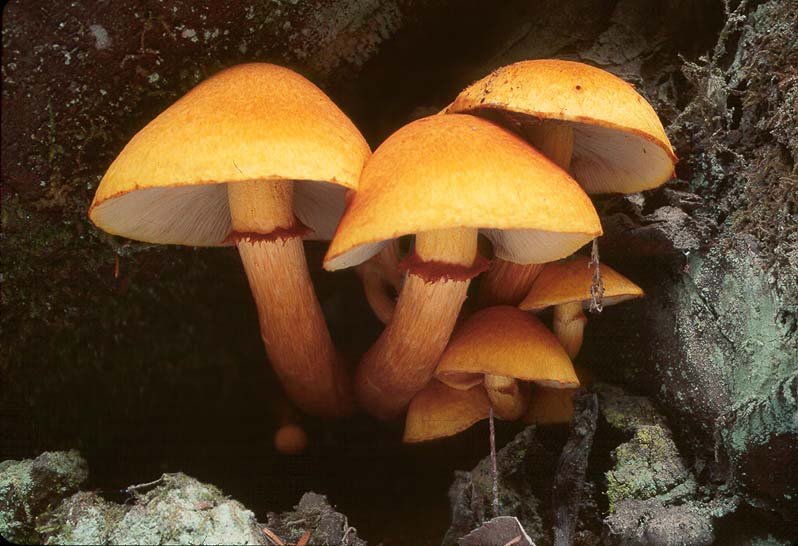 Gymnopilus spectabilis group